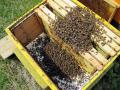 Спира приемът на заявления по част от мерките на Пчеларската програма