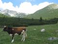 ЕС одобри удължаването с две години на срока за преструктуриране на млечните ни ферми
