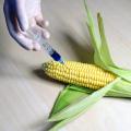 Проучване породи съмнения за безопасността на генно модифицираната царевица MON810