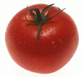 МЗХ ще финансира борбата срещу доматения миниращ молец