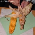 Брюксел ще продължи с даването на разрешения за отглеждане на ГМО