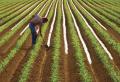 ДФ „Земеделие” преведе нови 40 млн. лева на стопаните за площ