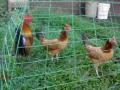 Инспектори от ЕС проверяват дали страните-членки спазват правилата за отглеждане на кокошки  