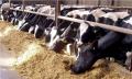 МЗХ предвижда 200 млн.лв по ПРСР за млечния сектор през 2011 г.