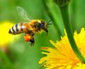 Преустановиха приема за популяризиране на биологични пчелни продукти