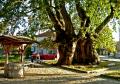 Гърменският чинар е на второ място в конкурса европейско дърво на годината