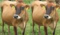 ДФ „Земеделие” одобри 122 кандидати за закупуване на млечна квота