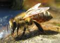 Пчелите също притежават индивидуалност