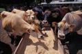 Фонд “Земеделие” изплати и втория транш субсидии за животновъдите