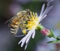 Над 200 пчелни семейства са били отровени от химикали край село Кривина
