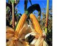 Лобито против ГМО получи удар от Европейския съд