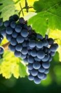 Кандидатите за подпомагане в лозаро-винарския сектор разполагат с месец за подаване на заявления
