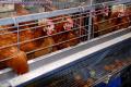 Комисията призовава България да приложи забраната относно клетките за кокошки носачки