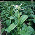 tobacco_plant.gif