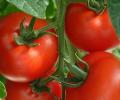 Български учени разработиха уникален сорт домати